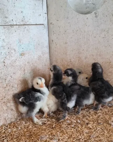 Pintinhos boa raça Mini cochim puros