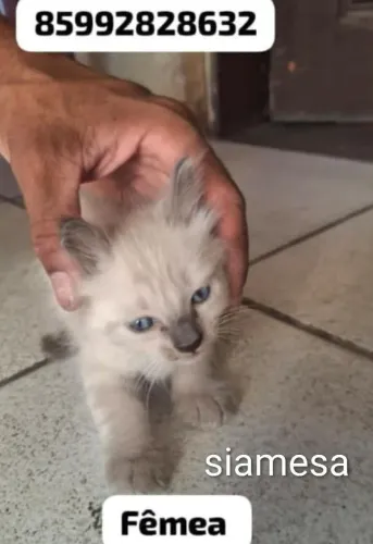 Gatinhos muito fofos pra adoção responsável