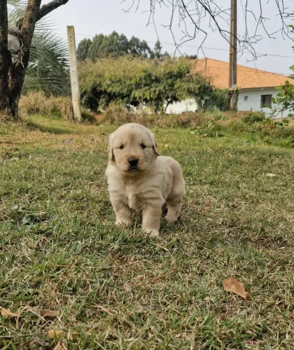 Golden Retriever disponíveis 
