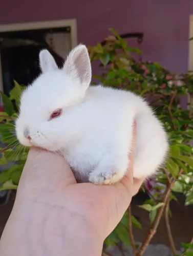 Coelhinho anão Netherland Dwarf