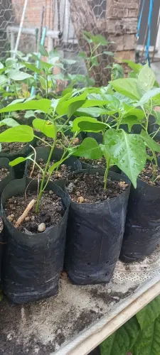 Não entrego