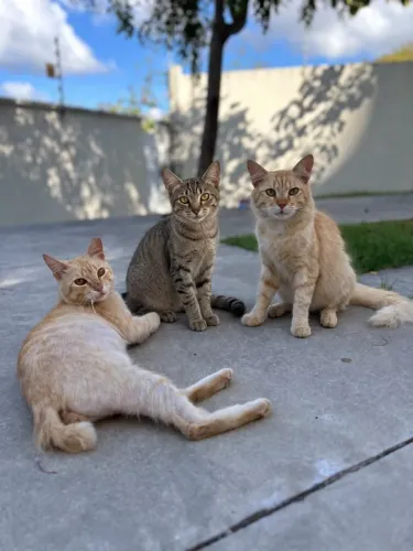 Gatinhos para adoção responsável - Castrados e vacinados