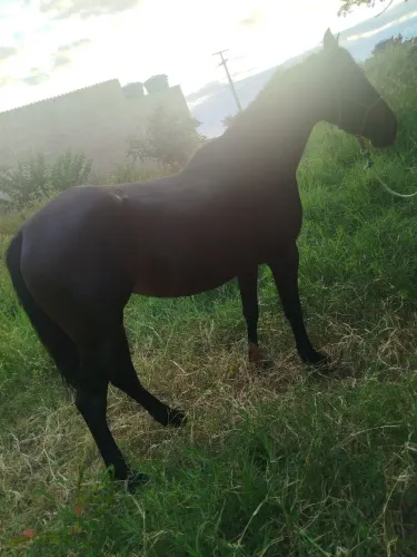 Égua 