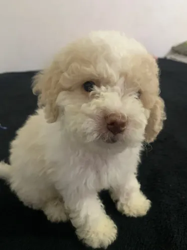Vendo filhote de poodle 