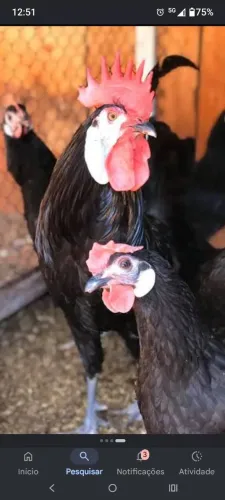 Galinha cara de palhaço