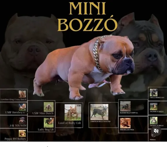 American Bully um grande ícone da raça MINI BOZZO