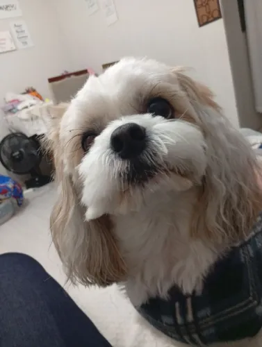 Cachorro Shi-Tzu