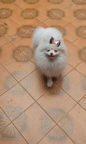 Menina Lulu da Pomerânia minúscula realmente!