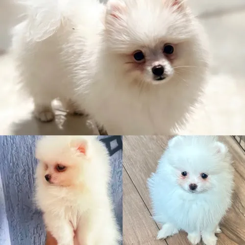 Lulu da Pomerania 