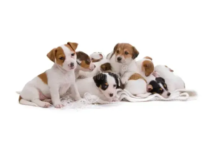 BEAGLE X FOX PAULISTINHA Venha ver essa fofura de perto! Zap 9.975I.649I
