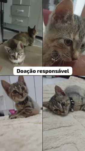Gato