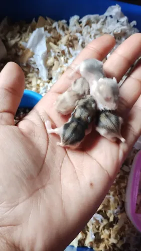 Filhotes de hamster anão russo 