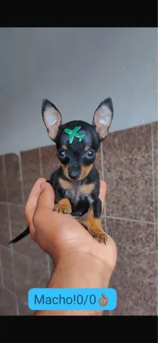 Pinsher com 60 dias vacinado 