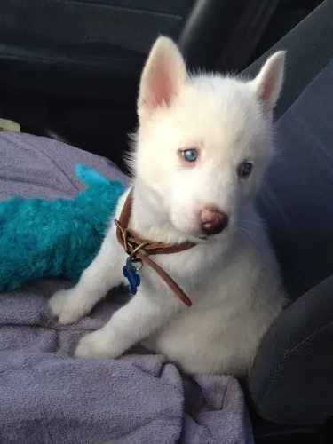 Husky siberiano Cachorrinho esperando por um lar cheio de amor