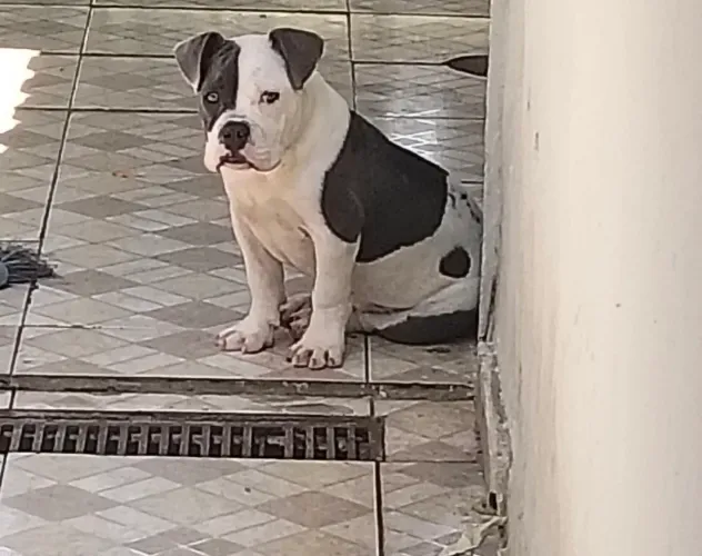 Macho tem 4 meses