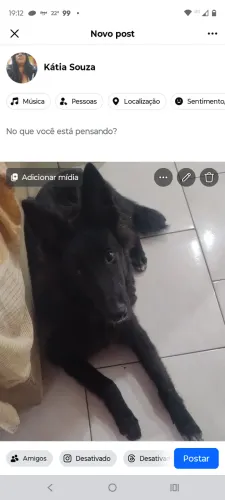Doação de cachorro pastor belga grandenel de 7 meses