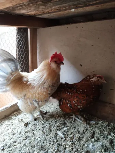 Casal de Belgian