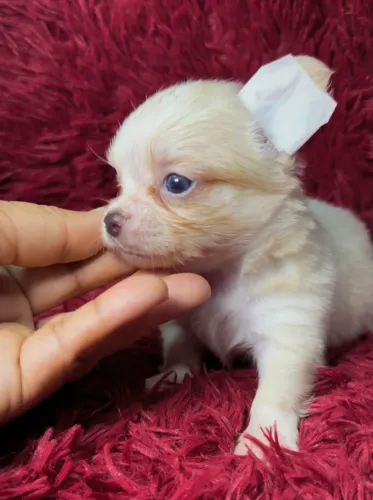 VENDA CHIHUAHUA MACHO PELO LONGO