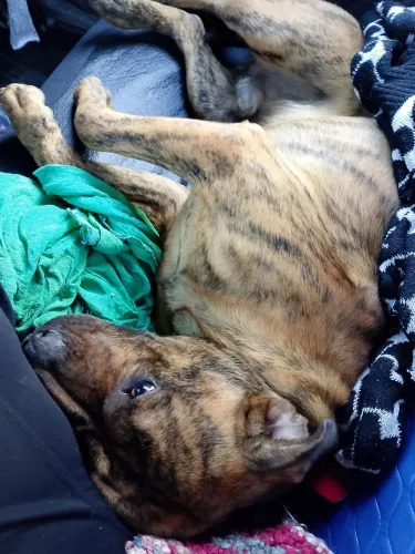 Doação consciente cachorro 