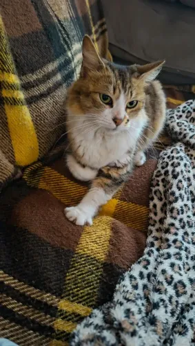 Gata fêmea