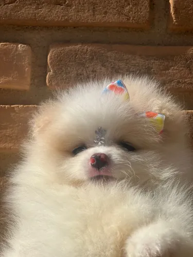 Filhote de Spitz Alemão