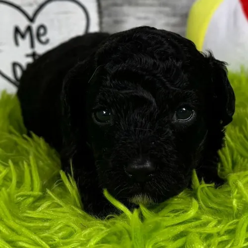 Poodle Toy Black/ Últimos filhotes disponível