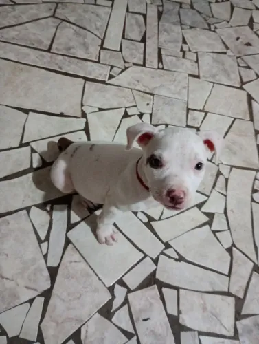 Femea red nose 60 dias pedigree vacinada 