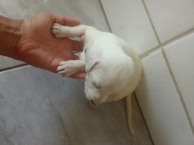Doação Basset piebald