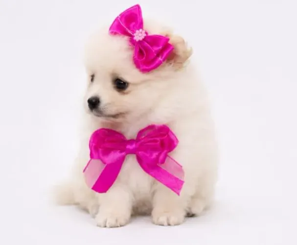 SPITS ANAO LULU DA POMERANIA Filhotes Disponíveis | Procedência e Garantia