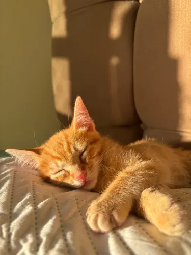 Doa-se gatinho amarelinho ?