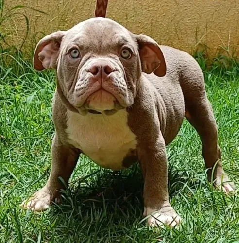 American Bully / Exotic Bully Macho Lilac Disponível
