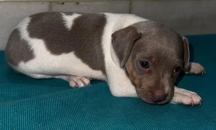 FOX Paulistinha com pedigree CBKC- Terrier Brasileiro puro filhote 