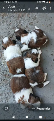 Vende fhotes shih-tzu 35 dias
