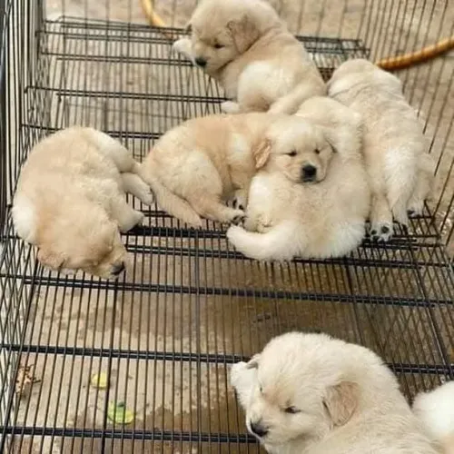 Filhotes de Golden Retriever | Um companheiro ideal