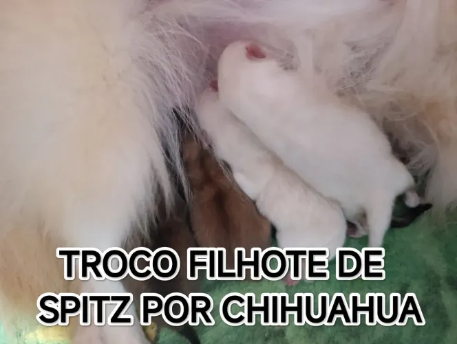 Spitz Alemão/Lulu da Pomerânia 