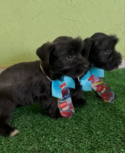 Filhotes de Schnauzer miniaturas macho