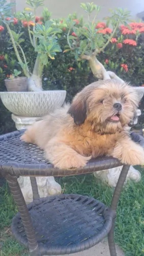 Venda de filhotes shih tzu