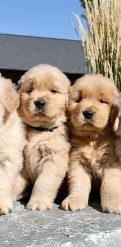 Golden Retriever 