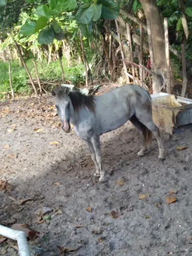 Vendo égua boa de carroça e sela 