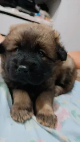Filhote de chowchow 