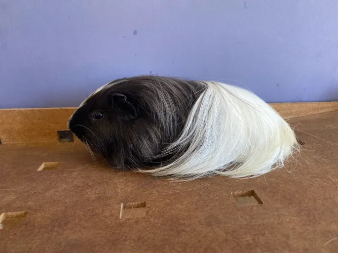 Porquinho da india Sheltie pelo longo de raça entrega Janu Moc