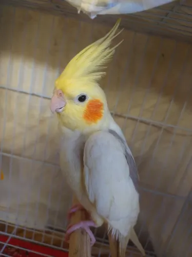 Gaiola