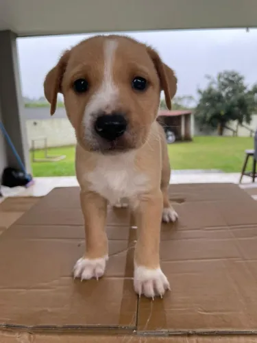 Doação de lindos Cães