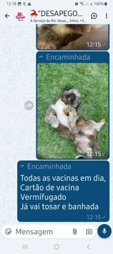 CachorroDoação 