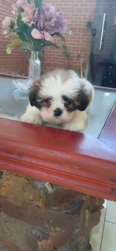 Filhotes raça lhasa apso 