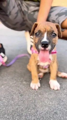 labrador x boxer otimos para guarda e companhia 