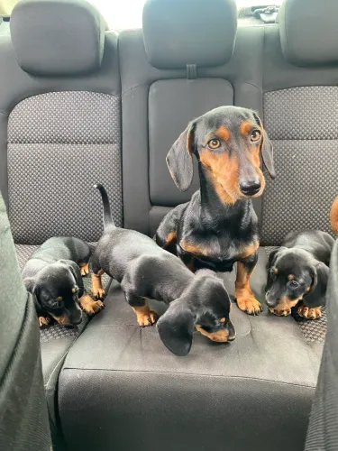FILHOTE DACHSHUND FÊMEA BLACK & TAN À VENDA