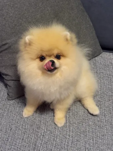 Spitz Alemão 
