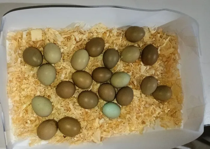 50 ovos de codorna chinesa galados
