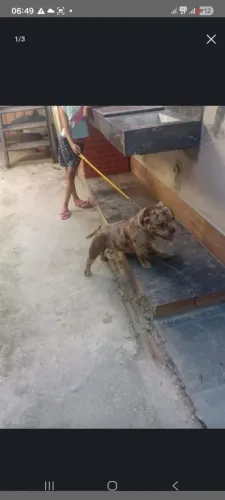 Maerican bully merle micro COBERTURA-CRUZA 